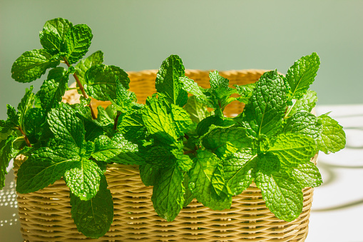 Fresh green organic mint leaves on a wooden table closeup. Selective focus mint in a small basket.