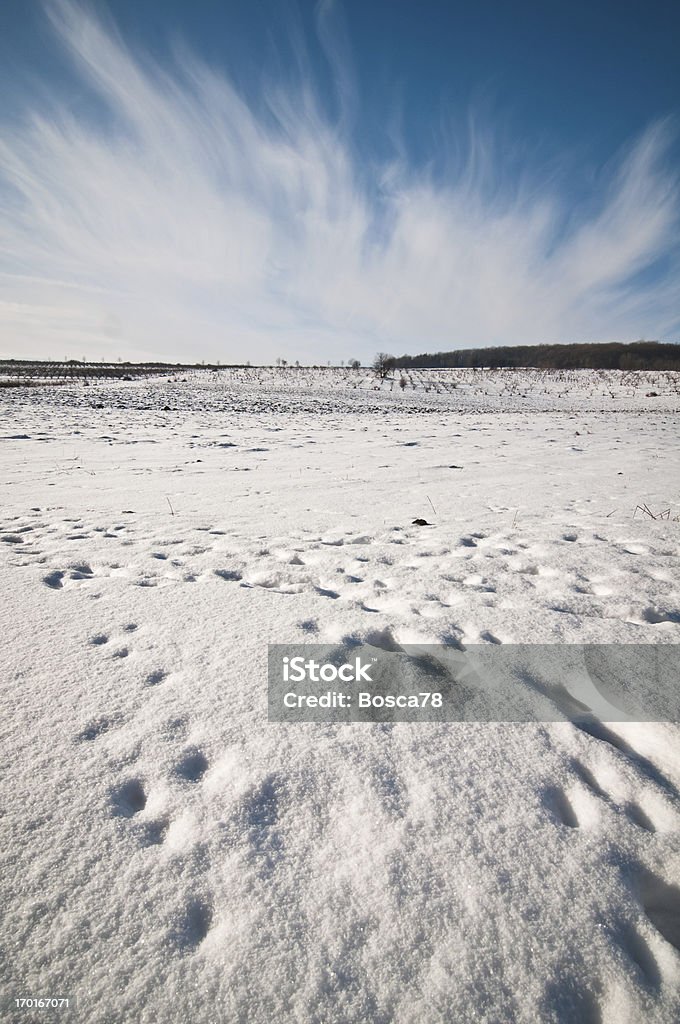 panorama invernale con ampio angolo di visualizzazione - Foto stock royalty-free di Albero