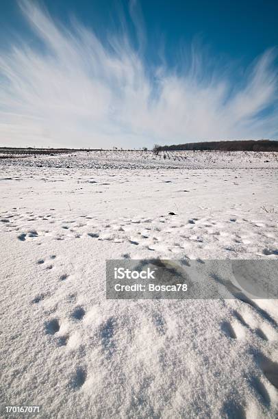 Panorama Invernale Con Ampio Angolo Di Visualizzazione - Fotografie stock e altre immagini di Albero