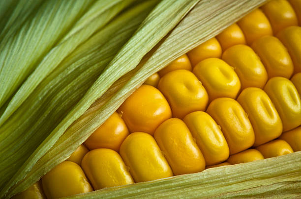 frischer mais geschäftsschluss nahaufnahme - corn on the cob corn crop macro close up stock-fotos und bilder