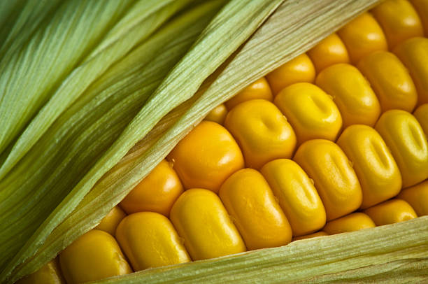 신선한 옥수수 cob close-up - corn on the cob macro corn crop freshness 뉴스 사진 이미지