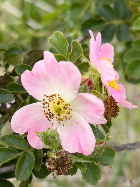 istock Pastel Pink Flowering Briar Rose in the Wild 1701681965