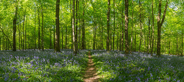 istock Earth trail through idyllic bluebell woods green summer forest panorama 170168653