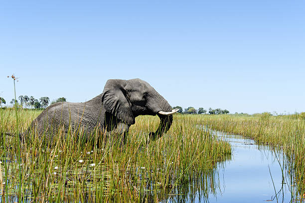 Wild elephants in Botswana, Africa