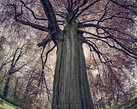 Very  old red beech tree  in spring. Fisheye lens used.