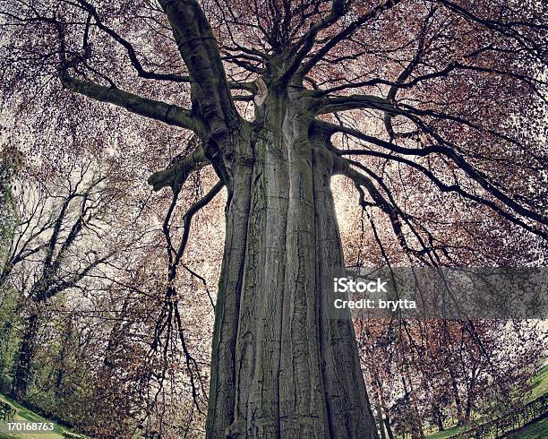 Foto de Velha Árvore De Faia Vermelho No Parque Fiseye Lente Utilizada e mais fotos de stock de Antigo