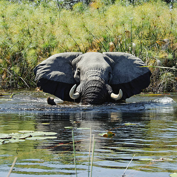istock Elephant taking bath in wetlands with papyrus ,Okavango Delta,Botswana 170168829