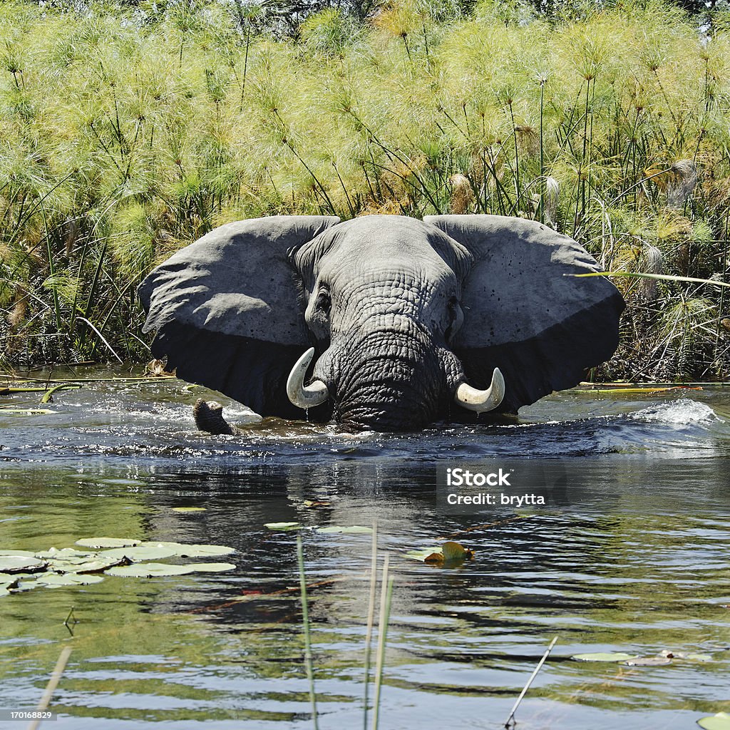 Słoń biorąc Kąpiel w wetlands z Papirus, Delta Okawango, Botswana - Zbiór zdjęć royalty-free (Słoń)