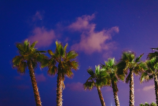 Group of palm trees on the beach with background night sky in summer.