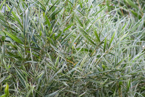 istock photo of bamboo tree, bamboo leaves 1701707381