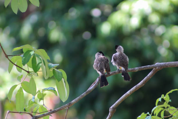 photo of two finches perched