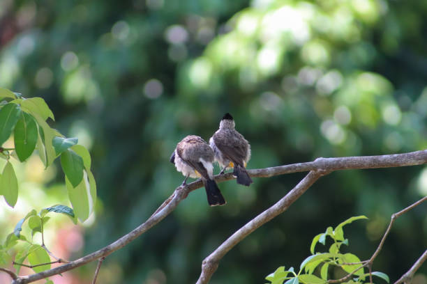 istock photo of two finches perched 1701708020