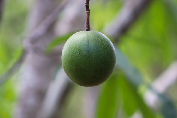 photos of fruit, unique plants, monk fruit