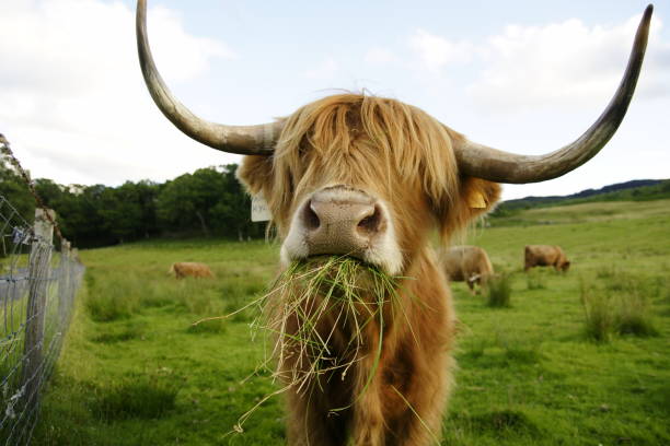 istock Scottish cow with big horns 1701708263