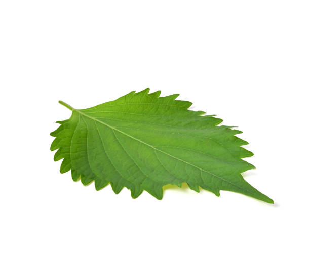istock Fresh Green Shiso (perilla frutescens) or Oba leaf on white background. 1701720395