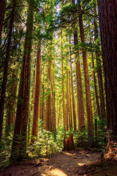 istock Into the woods of the Pacific Northwest 1701725698