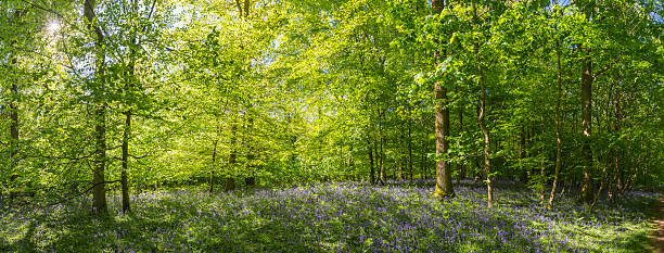 luz solar para transmissão em streaming através de verão woodland idílico panorama de floresta - forest fern glade copse imagens e fotografias de stock