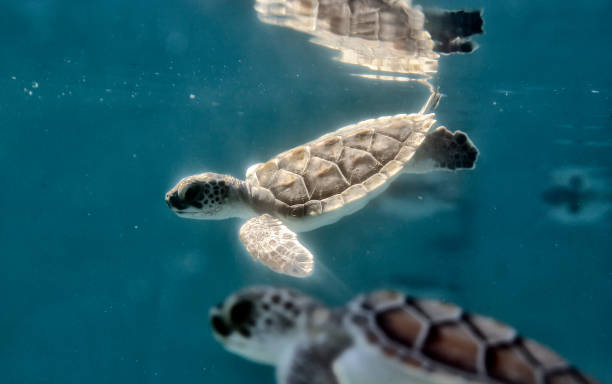 istock Small turtles in the water 1701735641
