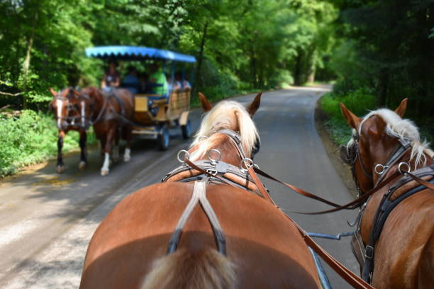 istock Horse cart driving through the forest 1701736185
