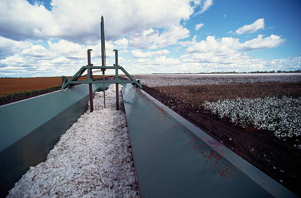 recolección de algodón - cotton photography cloud plantation fotografías e imágenes de stock