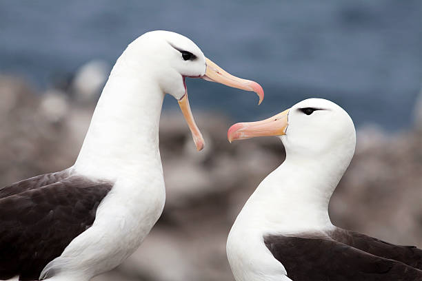 albatro dai sopraccigli neri coppia, isole falkland - albatross foto e immagini stock
