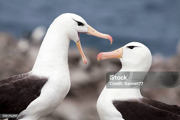 Blackbrowed Albatross Pair Falkland Islands Stock Photo - Download Image Now - Albatross, Black-browed Albatross, Animal