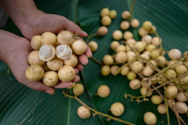istock Longan from the garden. 1701747009