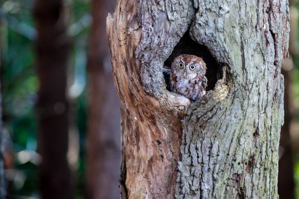 istock an owl peers out its hole in a tree trunk and looks away 1701749103