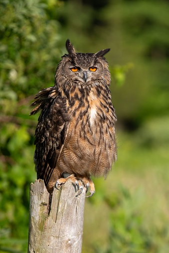 A majestic brown owl perched atop a post in a lush forest setting