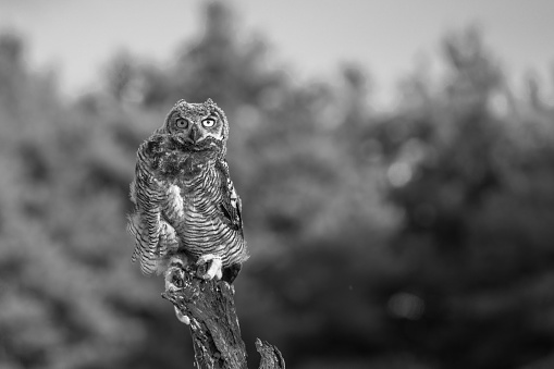 A striking black and white image of a majestic owl perched atop a tree branch in a natural woodland setting