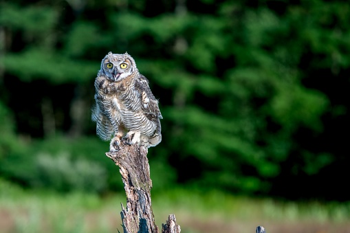 A small brown owl is perched atop a piece of wooden log, facing forward with its bright yellow eyes and black-tipped beak pointed upwards