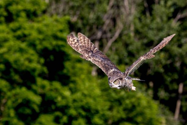 istock a bird flying through the sky next to trees and bushes 1701749705