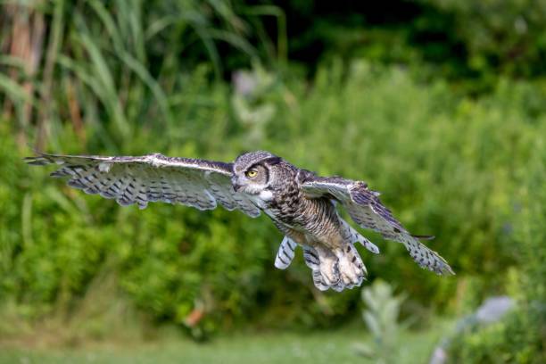 istock a bird flying through the air in front of grass and trees 1701749717