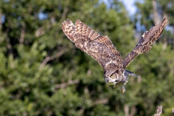 istock a bird with it's wings outstretched in the air 1701749720