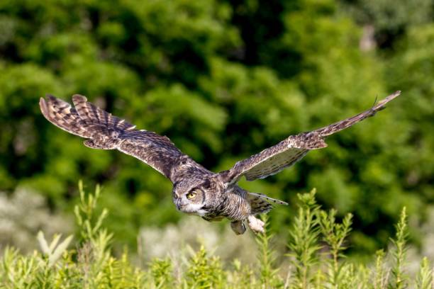istock an owl is flying through the air with it's wings spread open 1701751327