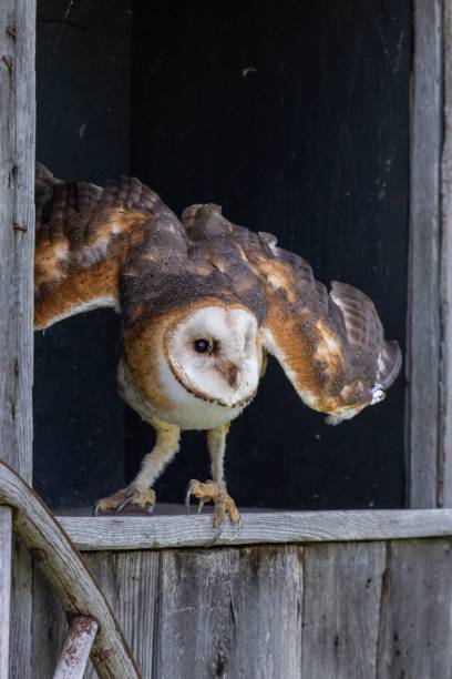 istock a barn owl landing on an old window sill in the open 1701751856