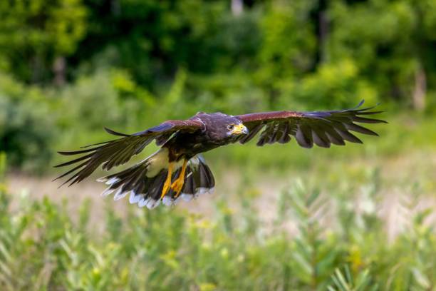 istock a hawk in flight with wings spread wide open over a grass covered field 1701751857