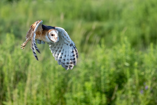 A majestic owl with white and brown feathers is soaring above a lush, grassy field