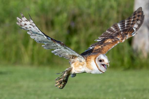 istock a small owl flying through the air over grass and trees 1701751865