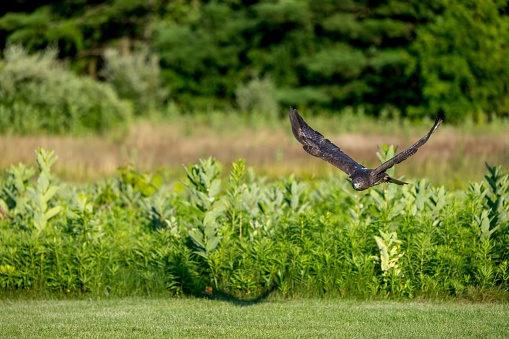 A majestic bird in flight soaring over a lush green meadow with a backdrop of trees