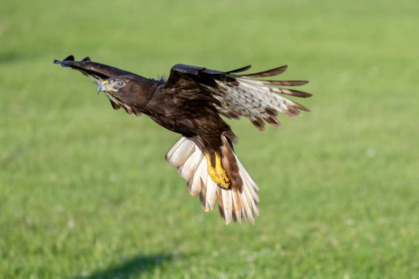 istock a bird in mid flight on a green grass field with its talon open 1701752384