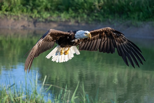 An American Bald Eagle is soaring over a lake while actively searching for its next meal