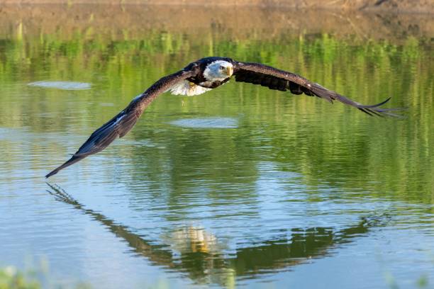 istock an eagle flying over a body of water with its wings spread 1701752421