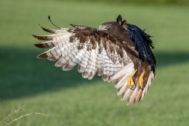 istock the hawk is flying high over the grass and bushes, 1701752928