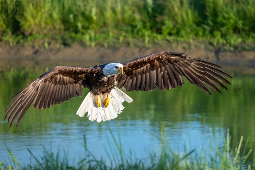 A majestic bald eagle in flight rises majestically from a pristine lake, wings outstretched in a powerful show of strength and beauty