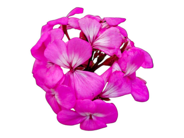 istock Isolated Pelargonium zonale on white background. 1701757673