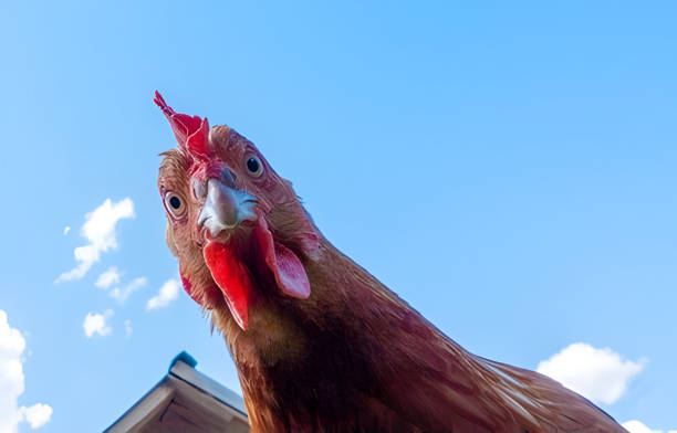 testa di pollo che guarda la telecamera dall'alto da vicino - animal eye bird nature animal head foto e immagini stock