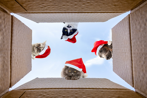 Christmas Dogs and Cats looking inside cardboard box