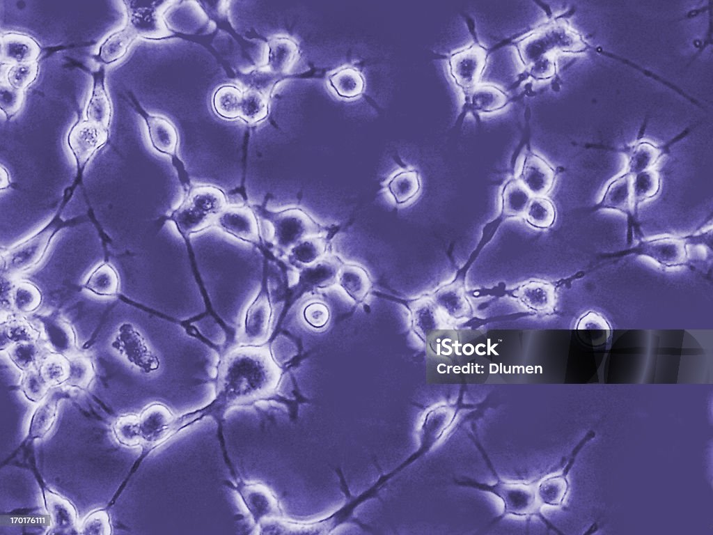 Neurones di cultura - Foto stock royalty-free di Linea cellulare