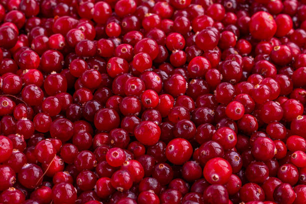 istock Ripe, fresh, washed cranberries. Berry background 1701761510